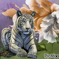 Тигр. - Free animated GIF