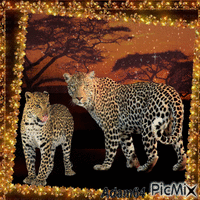 Leopard - GIF animado gratis