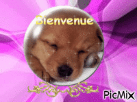 Bivenue - 無料のアニメーション GIF