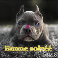 Bonne soirée - Zdarma animovaný GIF