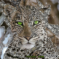 Tigre de hielo - 無料のアニメーション GIF