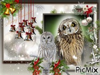 Christmas owl - Zdarma animovaný GIF