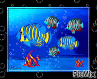 poissons colorés animowany gif