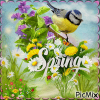 printemps oiseaux - GIF animé gratuit