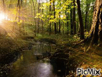 stream woods GIF animé