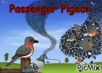 Passenger Pigeon - Bezmaksas animēts GIF