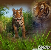 les tigres κινούμενο GIF