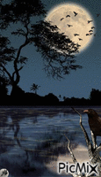 Cuervo bajo la luna GIF animasi