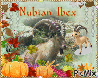NUBIAN IBEX - GIF animé gratuit