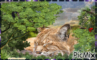 HD gros chat - Ilmainen animoitu GIF