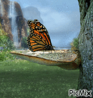 fluture - Zdarma animovaný GIF
