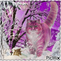 Katze im Winter - Rosatöne