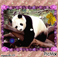 Panda sonhador - GIF animé gratuit