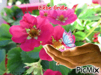 Schmetterling - GIF animado grátis