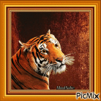 le tigre vous regarde анимированный гифка