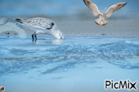 Gaviotas en el agua Animated GIF
