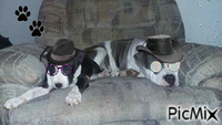 Coolest dogs - GIF animé gratuit