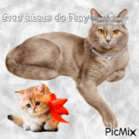 Deux chats animés - Gratis geanimeerde GIF