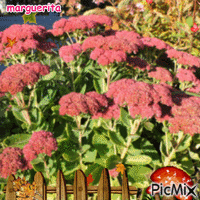 bouquet d'automne - Free animated GIF