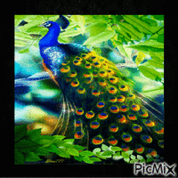 Pretty Peacock - Free animated GIF