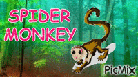 Spider Monkey анимированный гифка