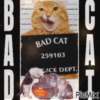 Böse Katze - GIF animado gratis