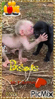 Bébé singe donne un bisous à son chien アニメーションGIF