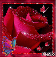 Blinking rose. animovaný GIF