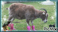 très drole la chèvres avec ces bottes lol - GIF animé gratuit