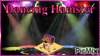 hamster - Animovaný GIF zadarmo