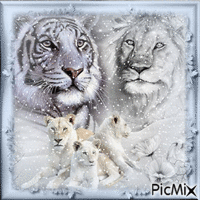 lion vs tiger - Δωρεάν κινούμενο GIF