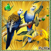 Perroquets - GIF animé gratuit