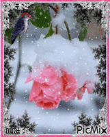 Winter-rose - Free animated GIF