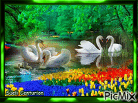 Cisnes - GIF animado grátis
