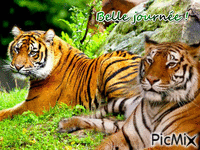 Les tigres - GIF animado grátis