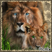 💛 Lion & Lioness 💛 - GIF animé gratuit