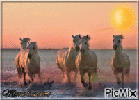 chevaux animirani GIF