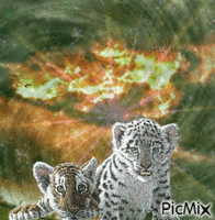 tiger GIF animado
