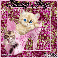 Tuesday-hugs-cats-flowers Animated GIF