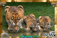 tigres GIF animé