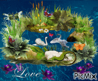 влюбленные лебеди - 免费动画 GIF