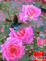 rosas rosas - Ingyenes animált GIF
