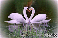 Los cisne en el lago. - GIF animasi gratis