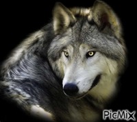 le loup - Besplatni animirani GIF