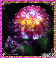 Flower in different colors. GIF animata