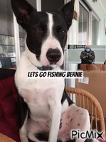 Weekend with Bernie - Bezmaksas animēts GIF