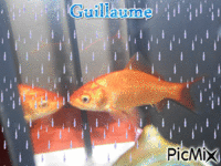 guillaume - Zdarma animovaný GIF