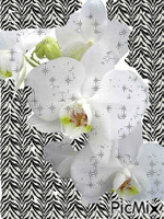 Białe storczyki - Δωρεάν κινούμενο GIF