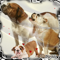 Les Bulldogs ♥♥♥ animerad GIF