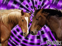 cavalos GIF animé